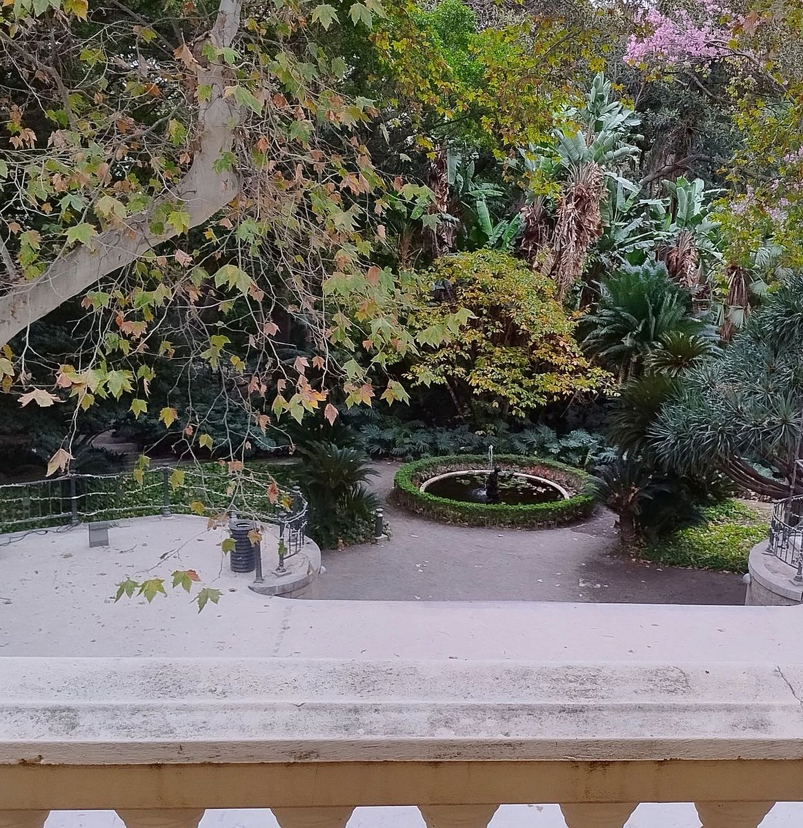 JBHConcepcion's tweet image. He aquí el otoño, esta vez  visto desde arriba #jardin #garden #malaga #Otoño #Autumn #FelizJueves @turismodeMLG @turismodemalaga @Malagaconacento #jardinbotanico #botanicalgarden