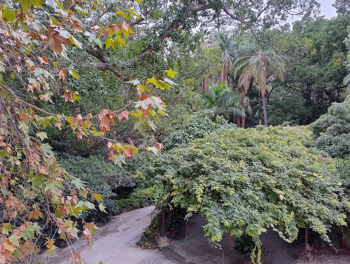 JBHConcepcion's tweet image. He aquí el otoño, esta vez  visto desde arriba #jardin #garden #malaga #Otoño #Autumn #FelizJueves @turismodeMLG @turismodemalaga @Malagaconacento #jardinbotanico #botanicalgarden