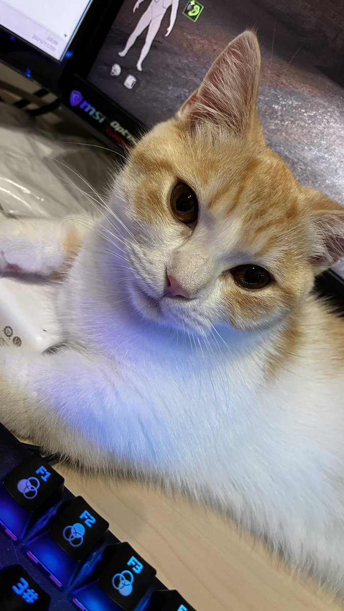 本日もガン見されながらゲームなう
ずーっとゴロゴロいうとるww