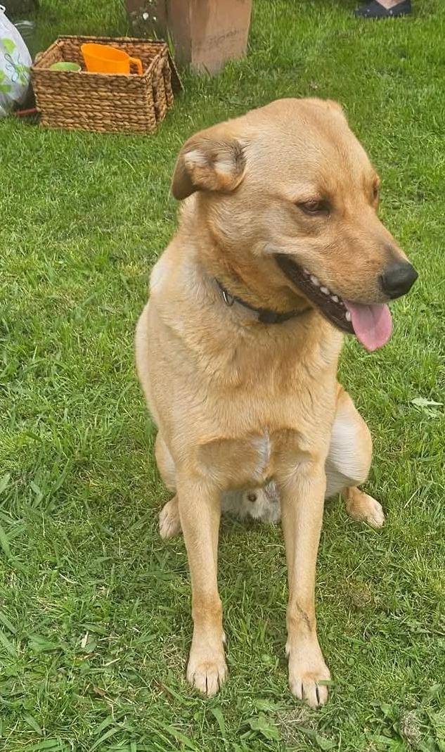 MatuNogueira's tweet photo. Se busca a Chiquito,
 es un perrito que vive en situación de calle con su dueño. 
Tiene collar con placa identificatoria 
Está castrado 092230235
Prado/Capurro
Calle Agraciada  Montevideo 
Pero podría estar en otra zona 
11/2025
Compartir 
Gracias https://t.co/wKHbPAbSJt