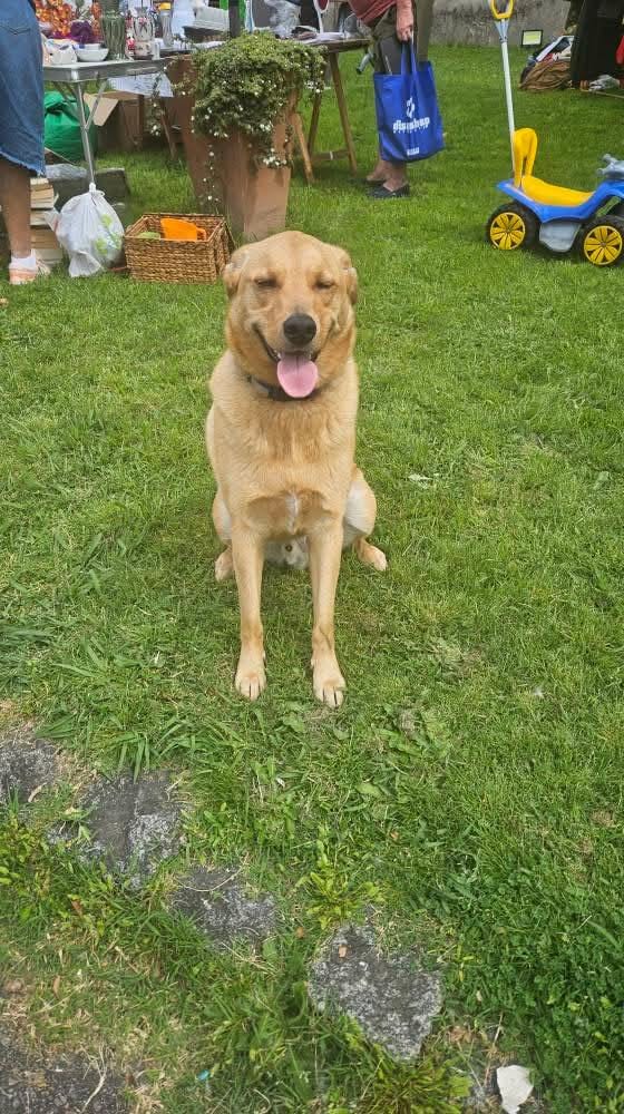 Se busca a Chiquito,
 es un perrito que vive en situación de calle con su dueño. 
Tiene collar con placa identificatoria 
Está castrado 092230235
Prado/Capurro
Calle Agraciada  Montevideo 
Pero podría estar en otra zona 
11/2025
Compartir 
Gracias