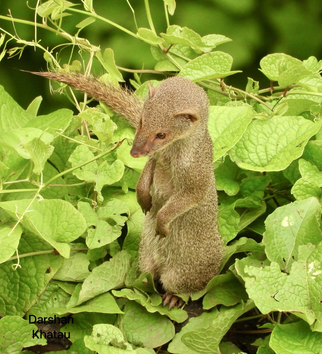 khatau's tweet image. Standing tall, on the lookout an #IndianGreyMongoose in the building #mongoose #Mumbai #MalabarHill #Mammal #urbanwildlife #IndiAves #TwitterNatureCommunity #Twitternaturephotography #NikonIndia #Wildlife #Wildlifephotography #WildLifeLovers