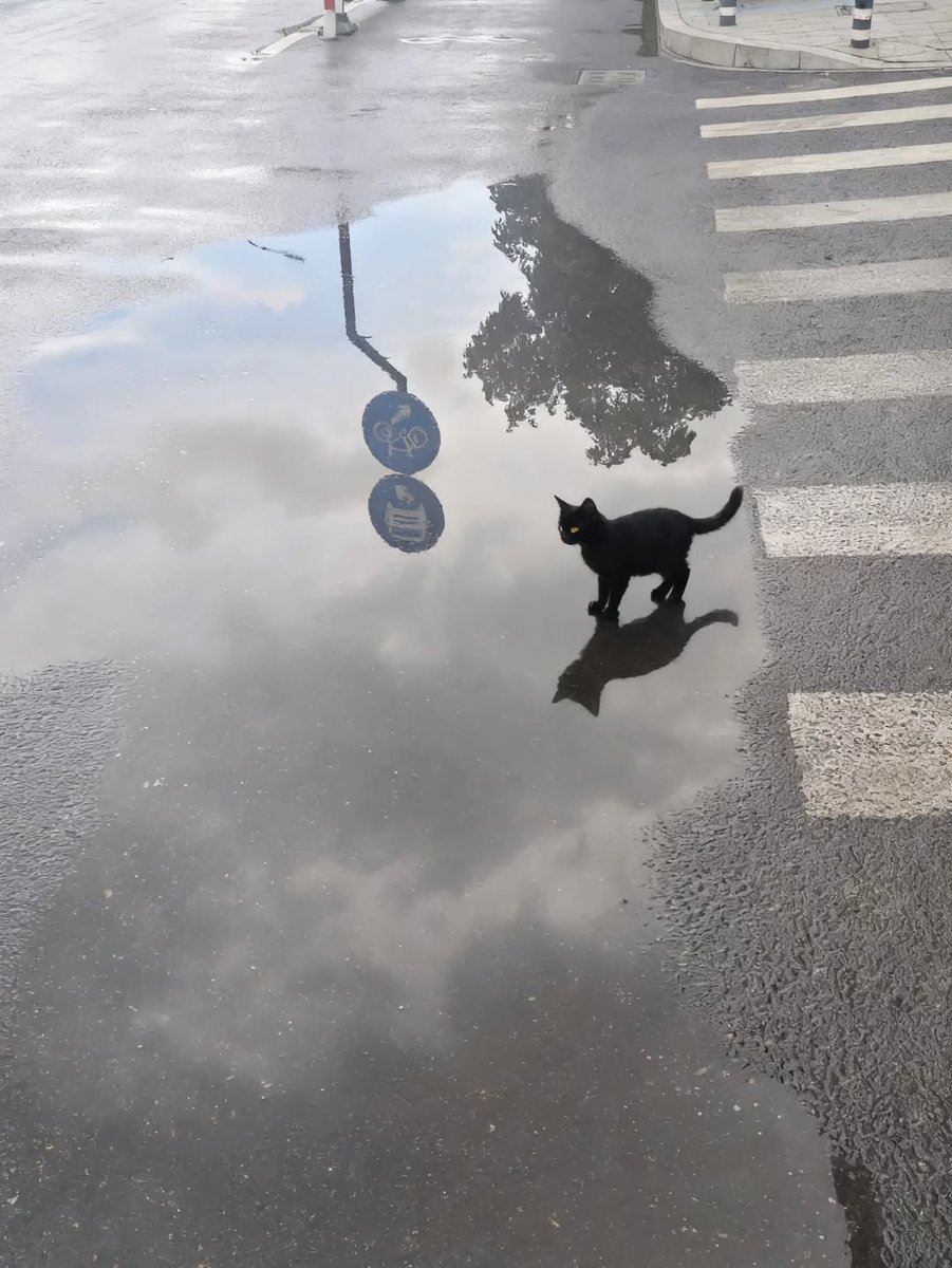 Catsillyness's tweet image. 