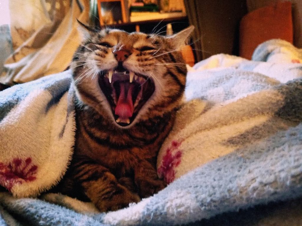 чем дольше смотрю на эту фотку, тем больше убеждаюсь, что я живу с монстром