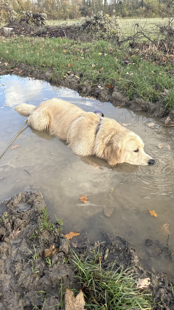 Rhobalas 🐙 tweet media