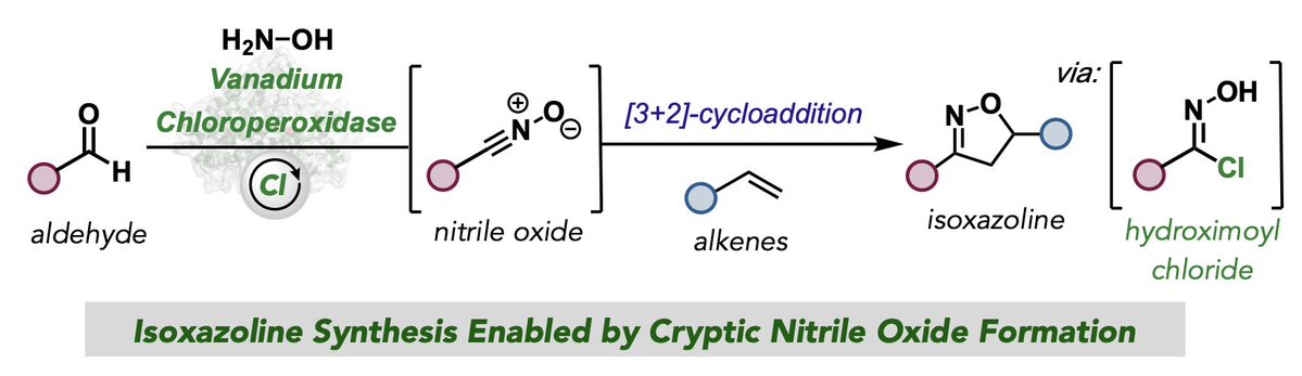 KFB Lab Alert: Our new chemoenzymatic strategy for isoxazoline synthesis through cryptic nitrile oxide formation is now available <a href="/ChemRxiv/">ChemRxiv</a>! Huge congratulations to <a href="/ManiksharmaASR/">Manik Sharma</a> for another awesome advance for the team!
chemrxiv.org/engage/chemrxi…