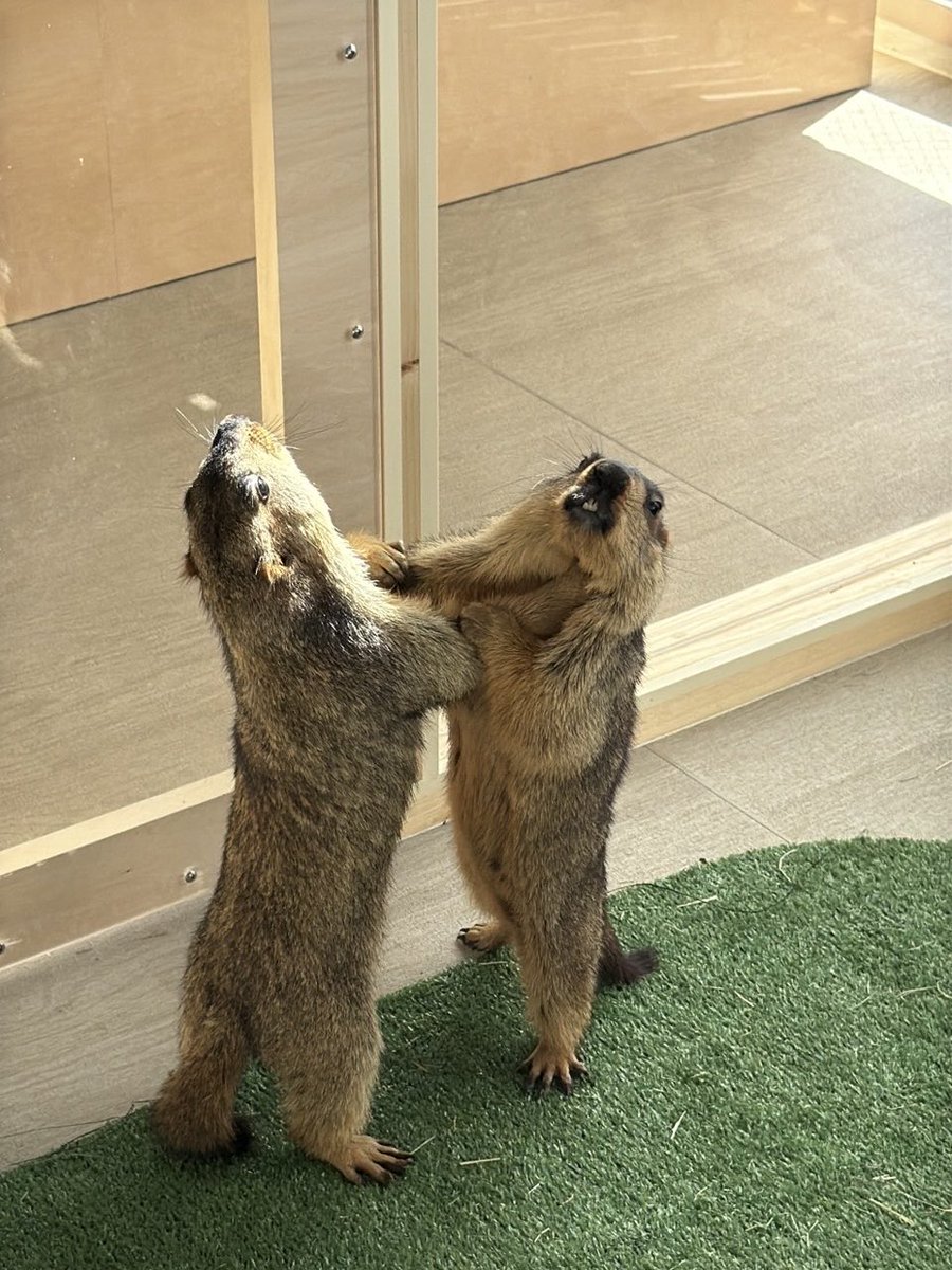 見れたらラッキーなマーモット４選
レア度順（★１〜３つ）

ぺたーん　★
へそ天　★★
賭博マーモット　★★★
ギュイーン　★★★★★

#丁か半か #マーモット相撲