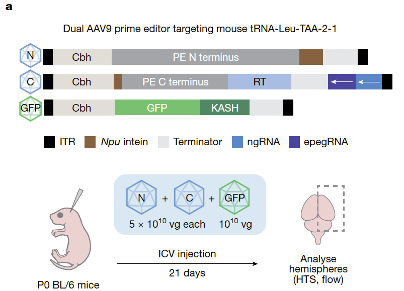 RNAiAnalyst's tweet photo. $prme Liu lab publishes prime editing strategies aimed at rescuing premature stop codons by installing suppressor #tRNAs.
There are 3 stop codons, so 3 such suppressor tRNAs could address all pathogenic PTCs, which make up 24% of pathogenic variants in ClinVar database.
A HUGE TAM for each tRNA, though delivery may vary between diseases.
https://t.co/uIngmBgYHe