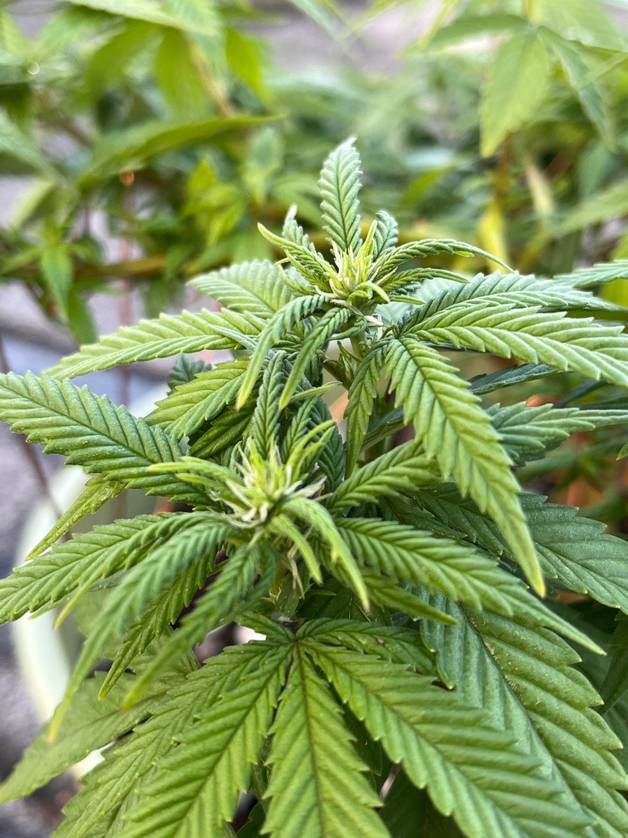 agg226026's tweet photo. “Reveg Fiona is back in beast mode — pistils blasting nonstop.” https://t.co/kff6hUptX1