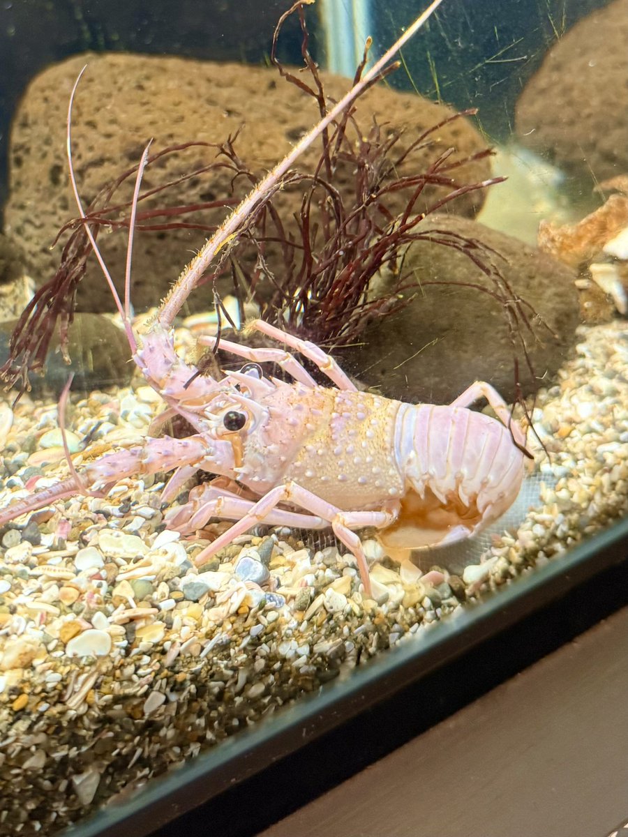 t_fawkik's tweet image. ケブカイセエビの幼体

世界一ちっちゃな水族館

Past photos. 10.14

#水族館 #銚子 #千葉
#写真好きな人と繋がりたい
#iPhoneで撮影