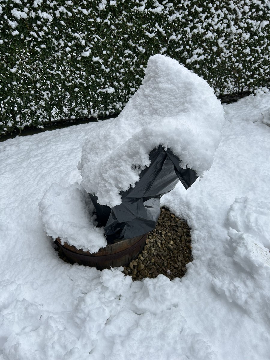 jezzebel74's tweet image. Goedemorgen ❄️🌨️☃️. Eerder dit jaar, plantjes goed beschermen tegen de #winter  maar ook sinds gisteren weer, nog geen #sneeuw hier maar misschien zondag. Een fijne dag toegewenst 🍀🐾☕️👋🏻🫂 #ddk