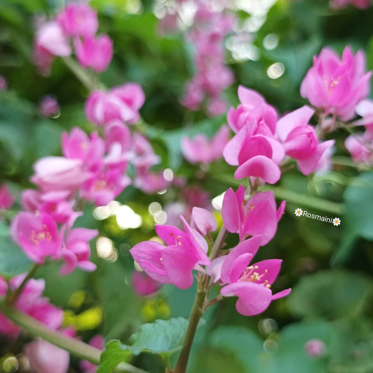 R_o_s_m_a_i_n_i's tweet image. All my life
I always
Admire you
Respect you
Love you

✍️📸🌼Rosmaini🌼