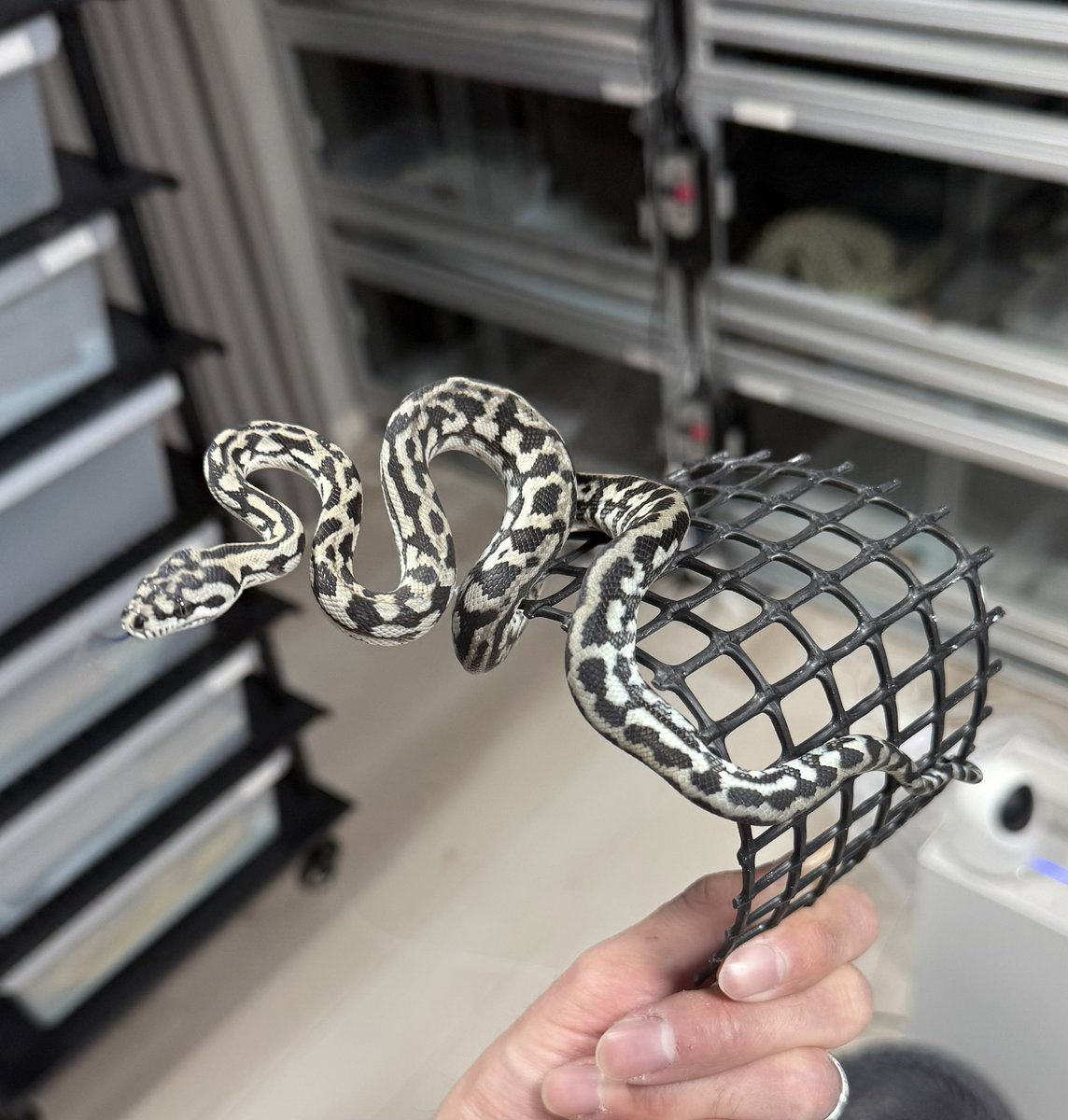 tnpythons's tweet image. ぶりくら市に連れて行く生体を少しだけご紹介🐍
1アザングラナイト
2アザンタイガーhetグラナイト
3ハイポグラナイトジャガーhetアザン
4アザンジャガーhetグラナイト

2階252ブースでお待ちしております🥰
#カーペットパイソン
#burikura