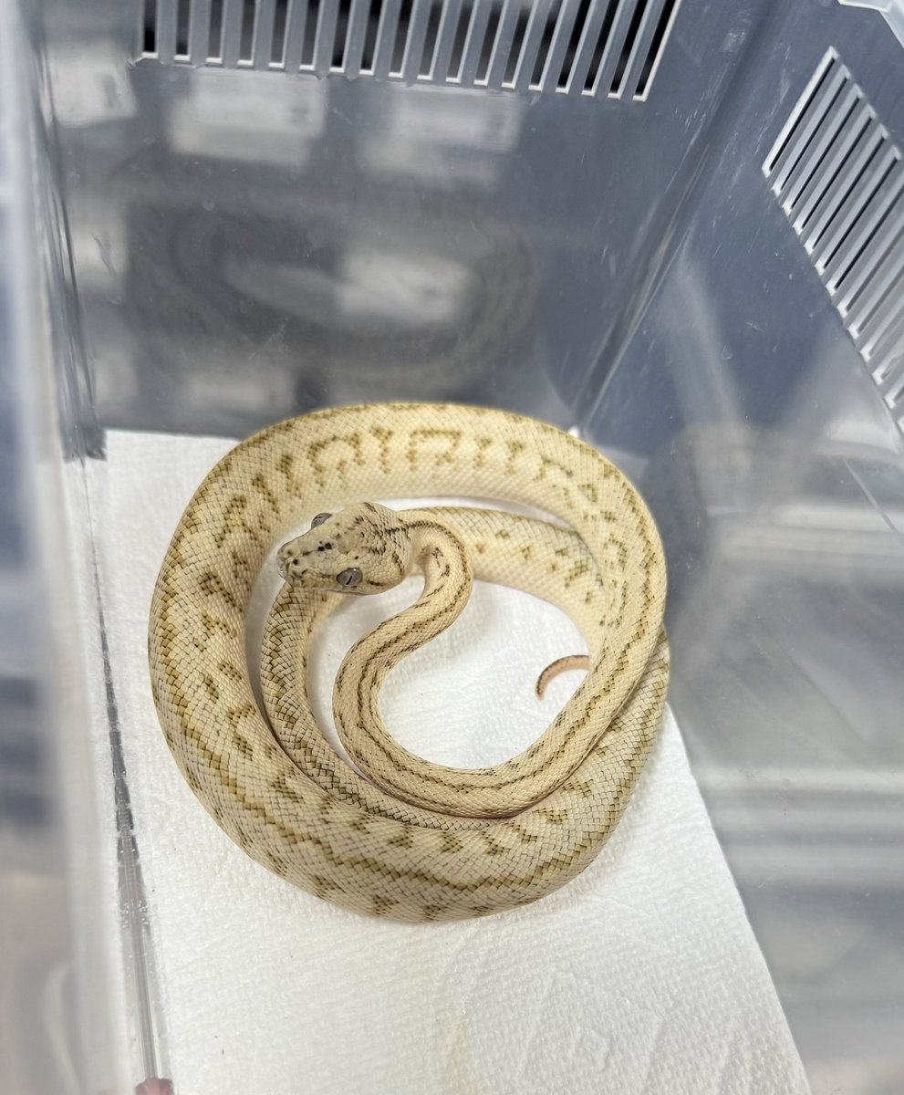 tnpythons's tweet image. ぶりくら市に連れて行く生体を少しだけご紹介🐍
1アザングラナイト
2アザンタイガーhetグラナイト
3ハイポグラナイトジャガーhetアザン
4アザンジャガーhetグラナイト

2階252ブースでお待ちしております🥰
#カーペットパイソン
#burikura