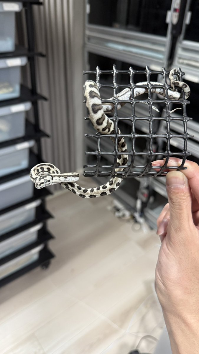 tnpythons's tweet image. ぶりくら市に連れて行く生体を少しだけご紹介🐍
1アザングラナイト
2アザンタイガーhetグラナイト
3ハイポグラナイトジャガーhetアザン
4アザンジャガーhetグラナイト

2階252ブースでお待ちしております🥰
#カーペットパイソン
#burikura