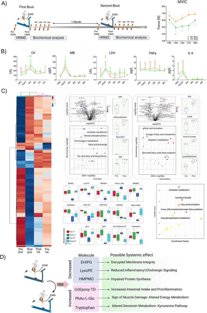 MedComm_MC's tweet image. #Letter in @MedComm_MC 
#Metabolic #Reprogramming for Body Adaptation and Inflammatory Control in Eccentric Damaging Exercise: Comprehensive Molecular Insights From Repeated Downhill Running doi.org/10.1002/mco2.7…

#TCA #CK #CreatineKinase #myoglobin #HRMS