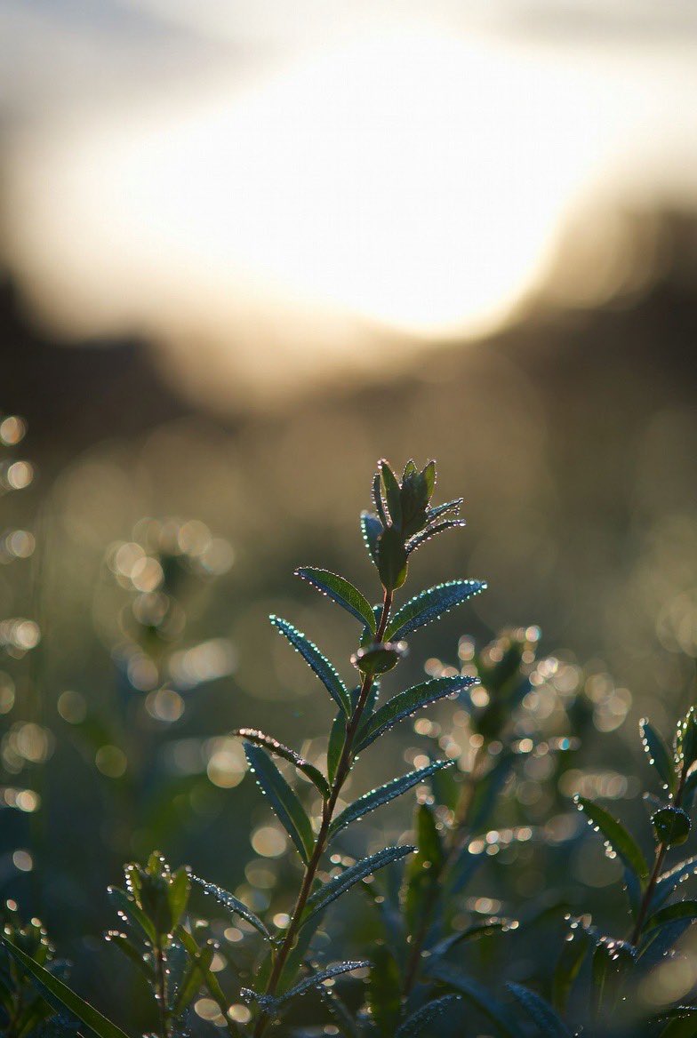 0xMccrispy's tweet image. Gm everyone ☺️