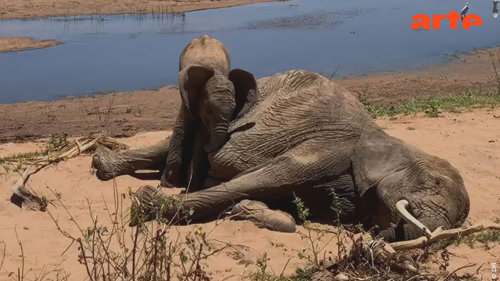 ARTE pro tweet media