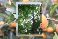 WhoDatB0's tweet image. 638992278308896524_73Выгул попугай 🐦 Клетка, открыта638992278308896524_73