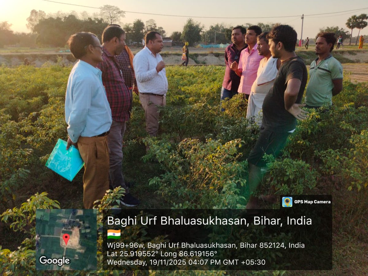 Agribih's tweet image. सहरसा कृषि अपडेट
सत्तरकटैया प्रखंड के सुखासन, भजनपट्टी और भेलवा गांव में मिर्ची, मूली, फूलगोभी एवं मटर फसलों में कीट-व्याधि का सर्वेक्षण किया गया।
किसानों को समय पर कीट पहचान, नियंत्रण एवं उचित प्रबंधन के लिए आवश्यक सलाह और मार्गदर्शन प्रदान किया गया। 
#Saharsa  #CropProtection