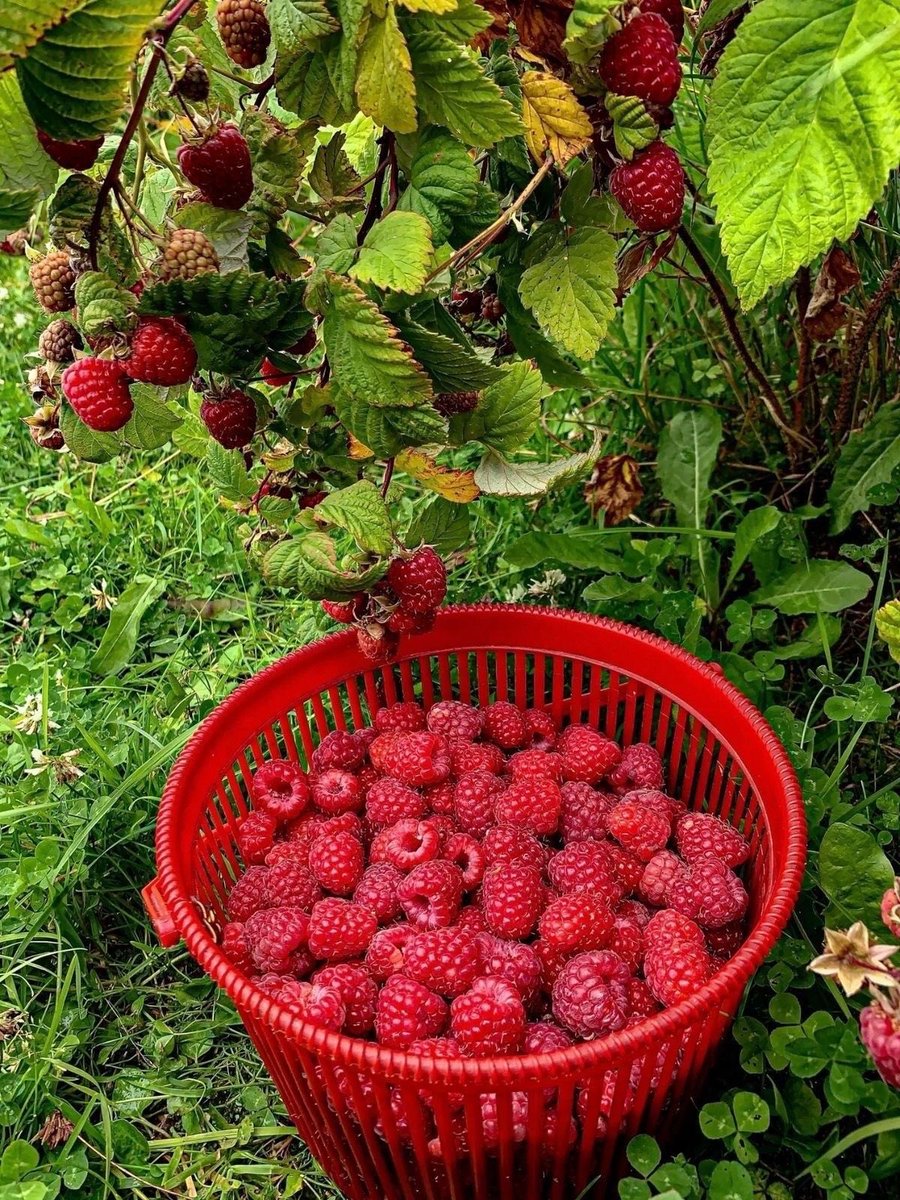 Can you identify this fruit?