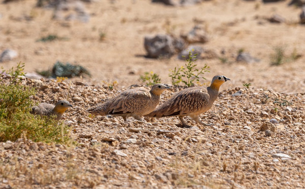 Crowned Sandgrouse are always a delight to see this close. We were lucky to spot a small group feeding beside the road #Oman #omanbirding #birding #BirdsSeenIn2025 #nikon