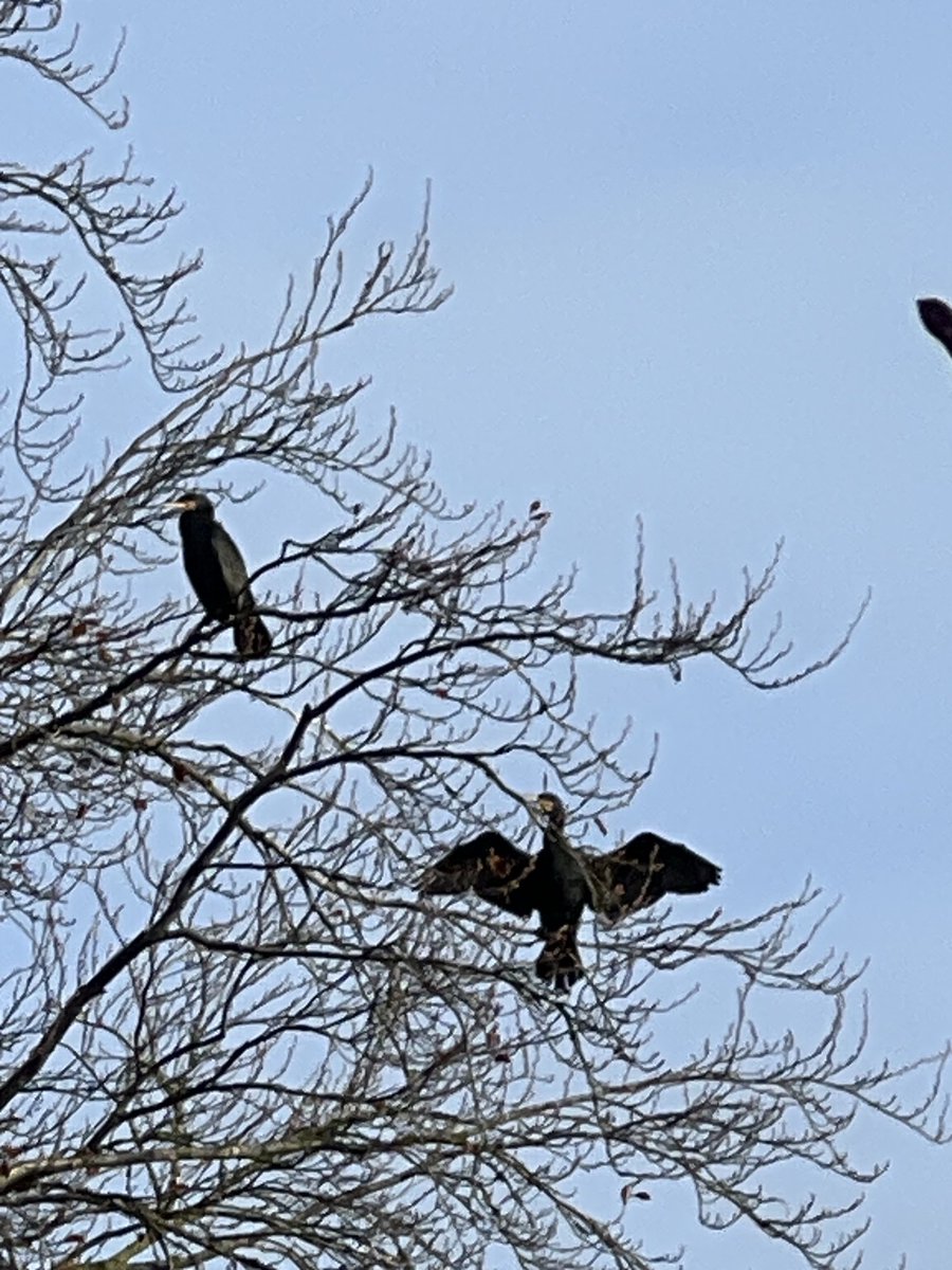 WeerkampJos's tweet image. Goedemorgen. 

Prachtige start van de dag. 
Gevroren en nu het zonnetje. ☀️

Fijne donderdag jullie met een #DDK 😘