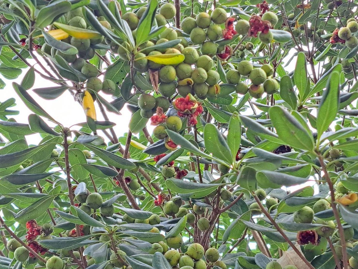 園内に赤く色付いた実♪ ｢トベラ｣ 実は触るとベタベタしています