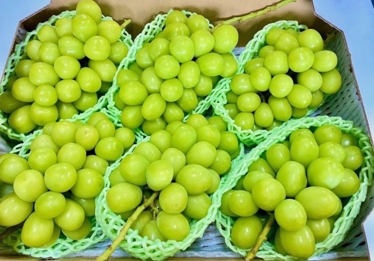 //
山梨産 冷凍 シャインマスカット 5kg を1名様にプレゼント！🎁
\\

【応募方法】フォロー&amp;いいね❤️

【締切】11月23日(日) 23:59 まで