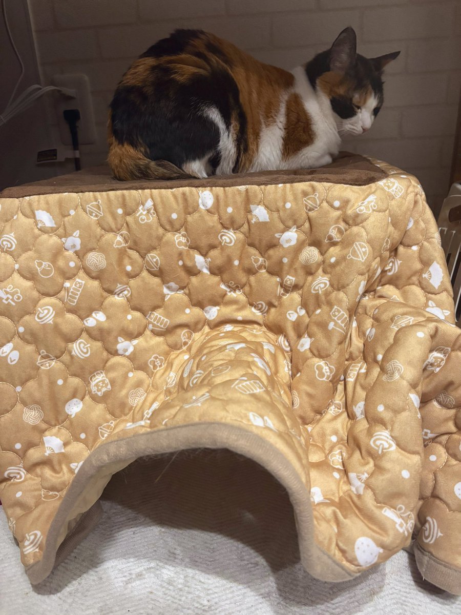 mikeneko_aru's tweet image. ｻﾑｽｷﾞィ
#こたつねこ