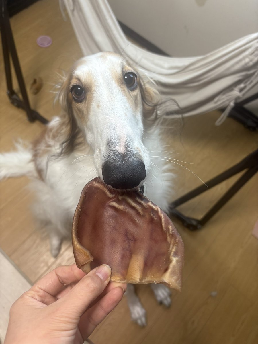 久々に豚耳ψ (⸝⸝⸝´༥`⸝⸝⸝) ŧ‹"ŧ‹"