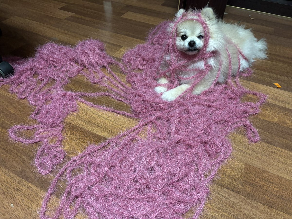 ___wanit's tweet image. 개도 털실 좋아한다는 사실을 아십니까