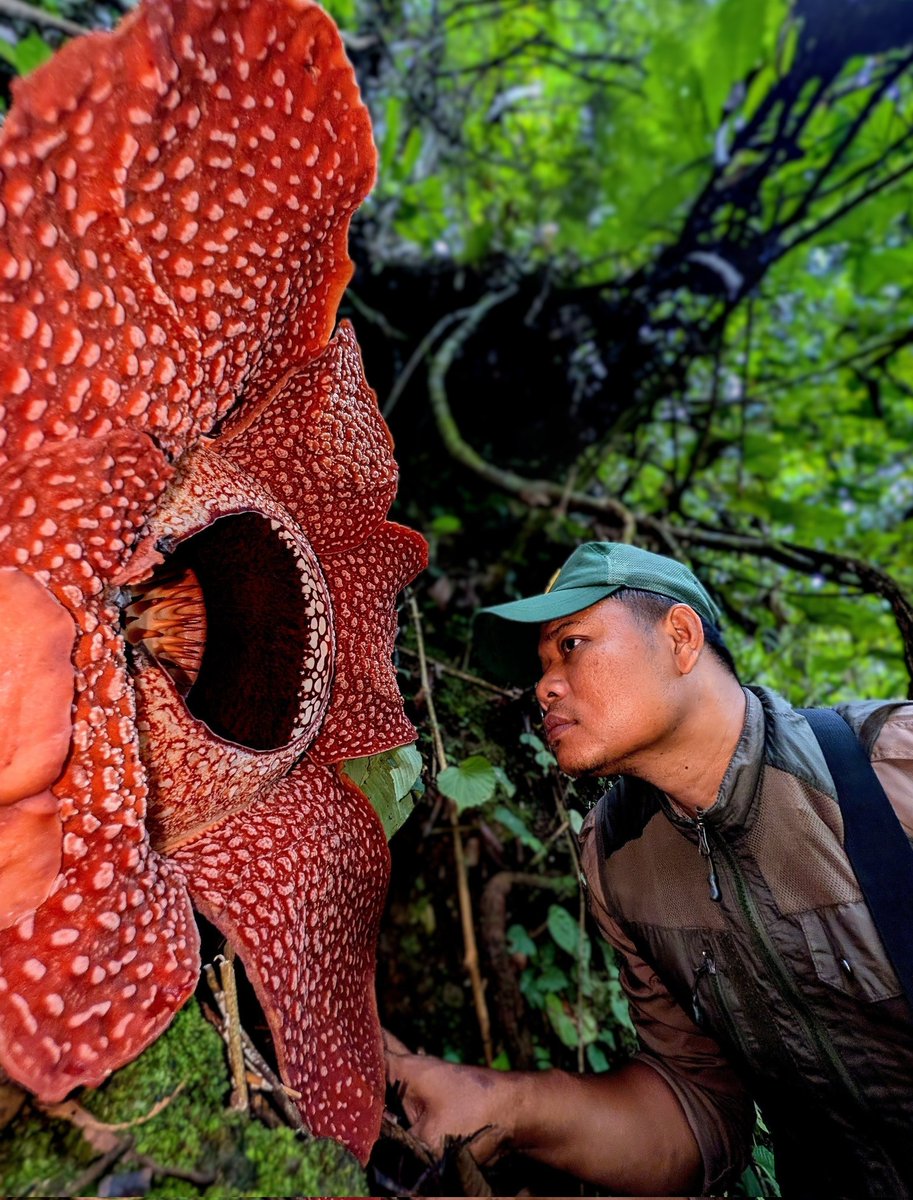 thorogoodchris1's tweet image. Earlier on the expedition we found the most beautiful flower, and here, my friends, is the biggest: Rafflesia arnoldi seen in full bloom today in the Sumatran jungle. This is the largest flower on earth and one of the greatest wonders of the natural world.