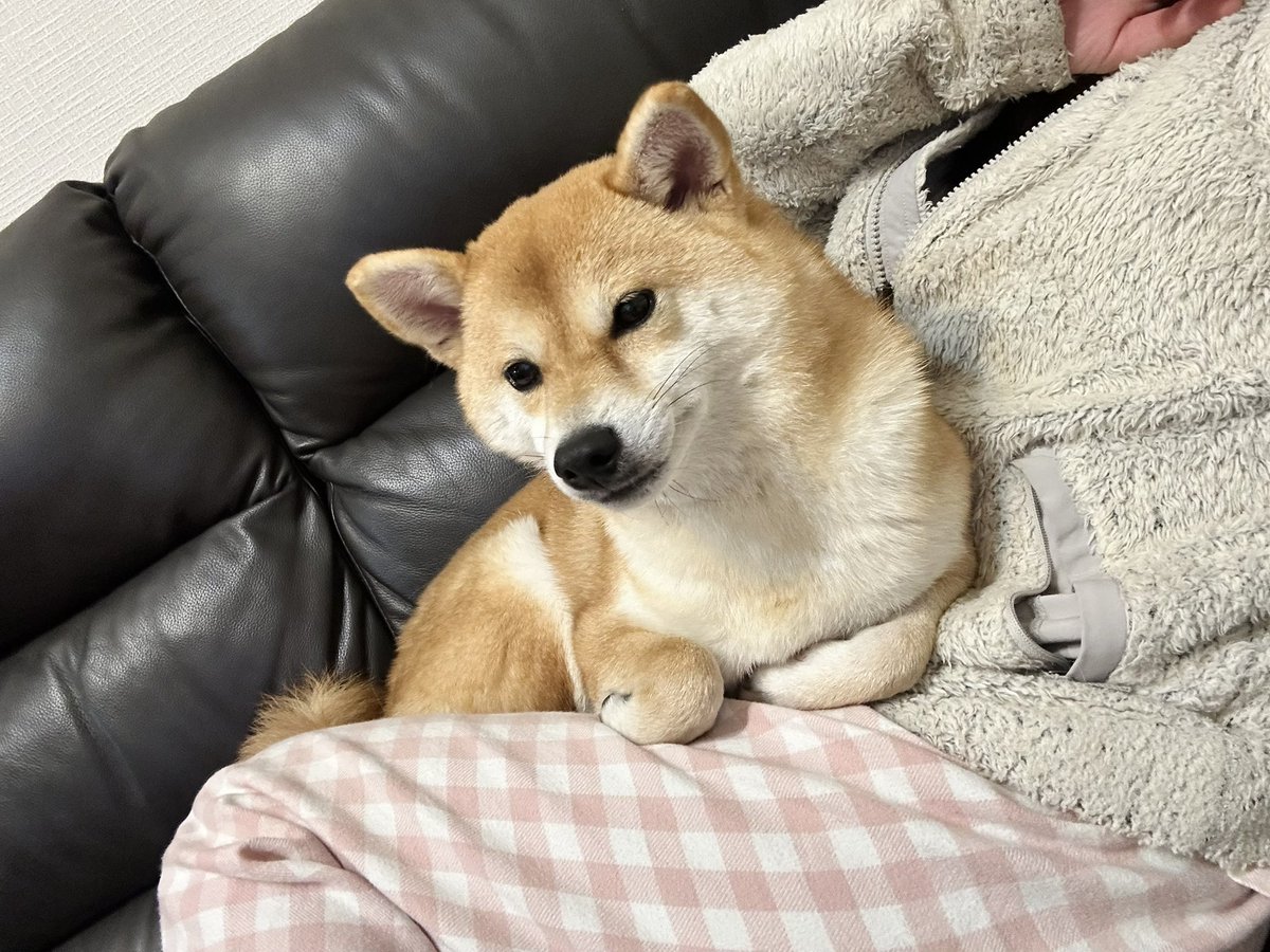 shibahimen's tweet photo. 寒くなってきたので柴カイロ https://t.co/xH4c4w03JT