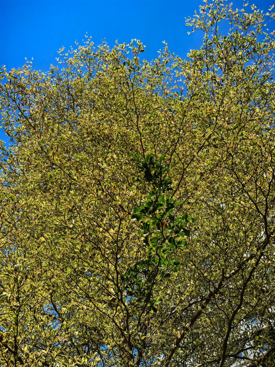 La plupart des feuilles deviennent jaunes, mais certaines gardent un vert éclatant : c’est ça, l’automne à Xiamen.#ChinaTravel #AutumnVibes #NatureBeauty #Leafs #trees