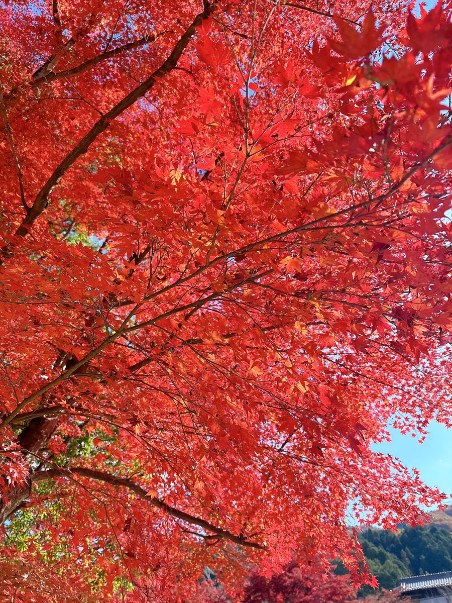 Chan_IWD's tweet photo. 紅葉ぎりぎり滑り込み
あと標識 https://t.co/eNtUzdJdKt