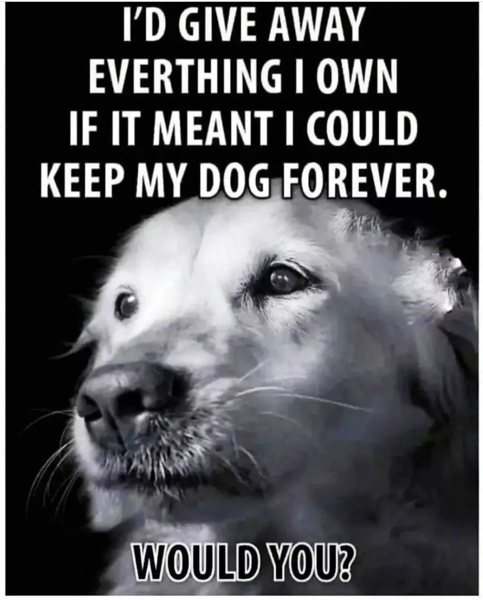 _XDogs's tweet photo. https://t.co/lER9oeiibb