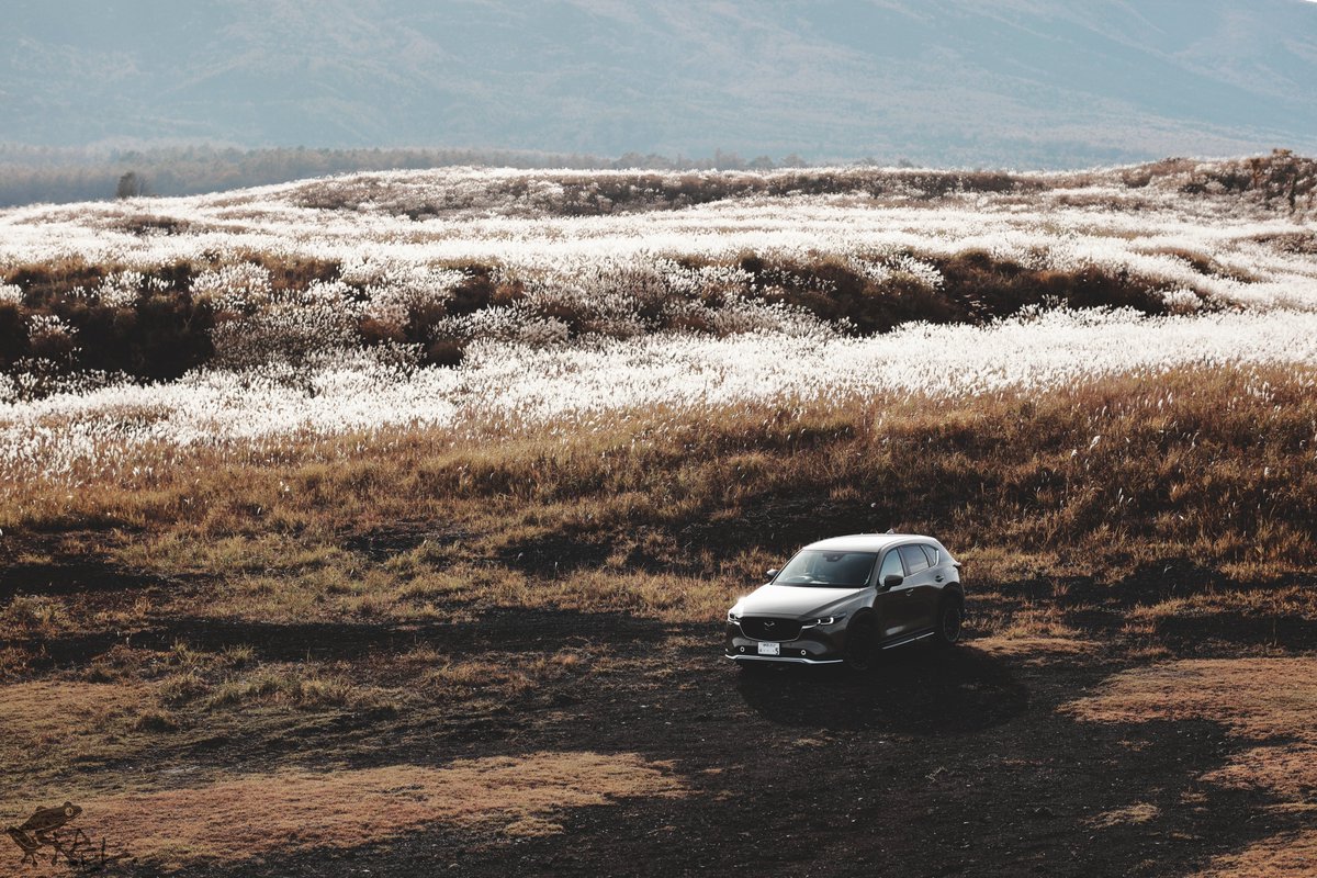 cx5_with_frogs's tweet image. 輝く野

#cx5 #withmazda