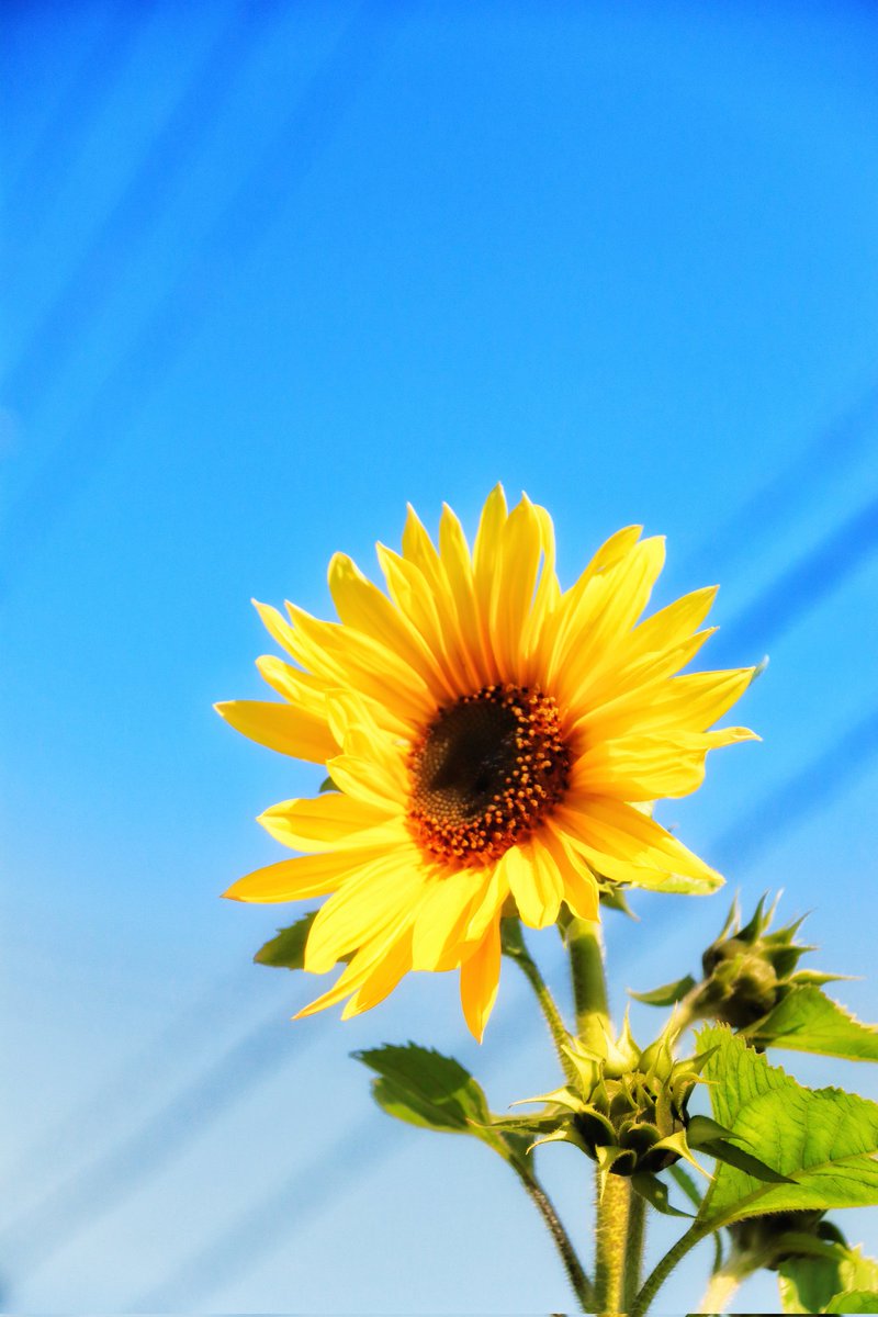 Heartblue0728's tweet photo. ・

冬に咲いた幸せな願い

・
#冬咲き向日葵🌻 
#ファインダー越しの私の世界
#レンズ越しの世界
#photography 
#coregraphy 
#shiohimg 
#ふぉと https://t.co/qYdFzcQDMx