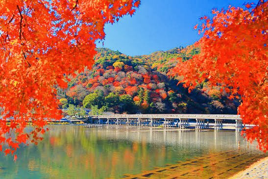 Kshi_nippon's tweet image. 中国人が居ない京都嵐山に行きたい人✋