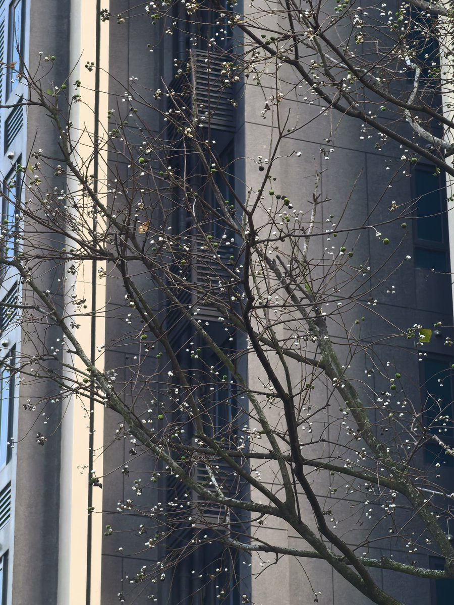 Les fruits de cet arbre, on dirait des petits flocons de neige. Tu sais ce que c’est comme arbre ?#NatureBeauty #tree #AutumnVibes