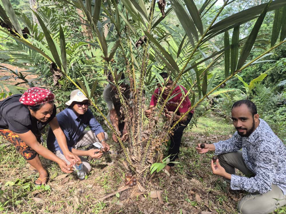 FFspdd's tweet image. Ohin, ami hahu ona colheita aifuan salak. Resultado dahuluk hosi atividade kuda ai-oan iha área Demo Plot, Dare iha tinan 2020, iha âmbito implementação Projeto "Reflorestação de Dare" financia hosi União Europeia iha Timor-Leste.