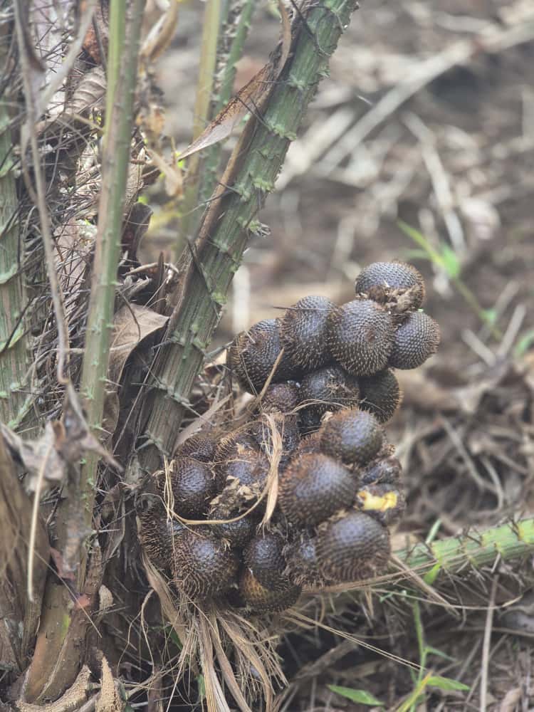 FFspdd's tweet image. Ohin, ami hahu ona colheita aifuan salak. Resultado dahuluk hosi atividade kuda ai-oan iha área Demo Plot, Dare iha tinan 2020, iha âmbito implementação Projeto "Reflorestação de Dare" financia hosi União Europeia iha Timor-Leste.