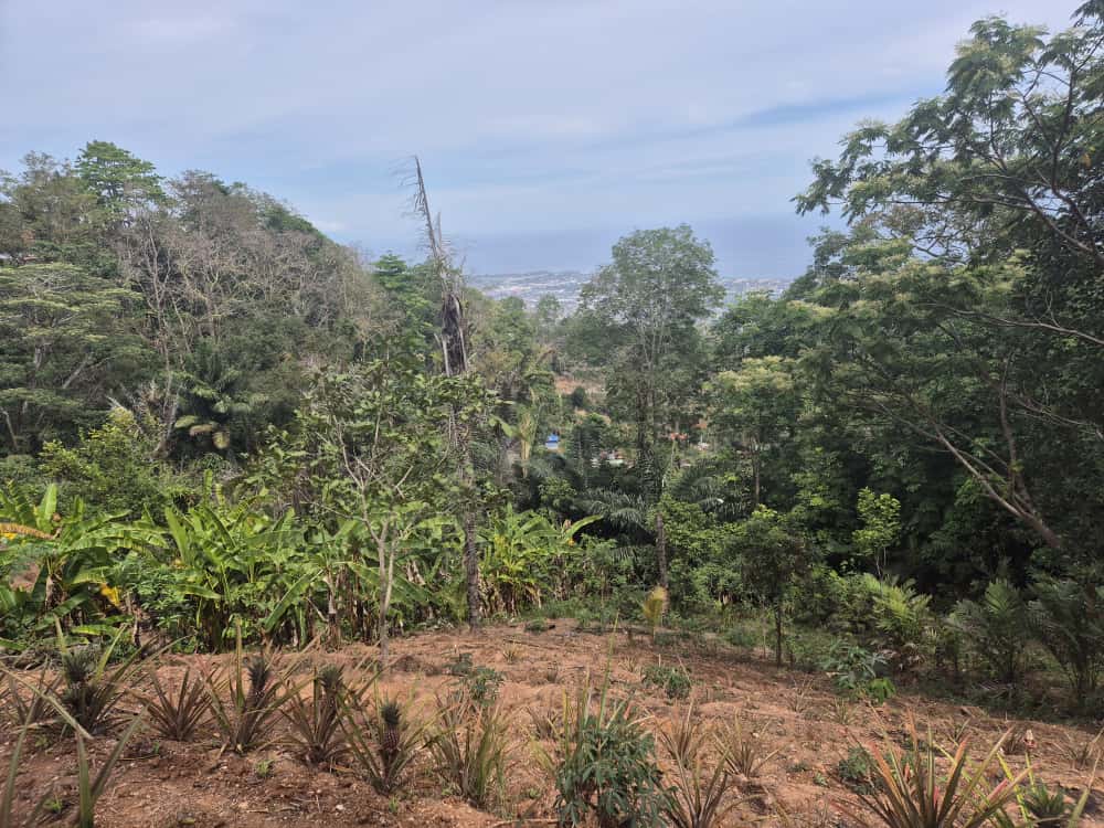 FFspdd's tweet image. Ohin, ami hahu ona colheita aifuan salak. Resultado dahuluk hosi atividade kuda ai-oan iha área Demo Plot, Dare iha tinan 2020, iha âmbito implementação Projeto "Reflorestação de Dare" financia hosi União Europeia iha Timor-Leste.