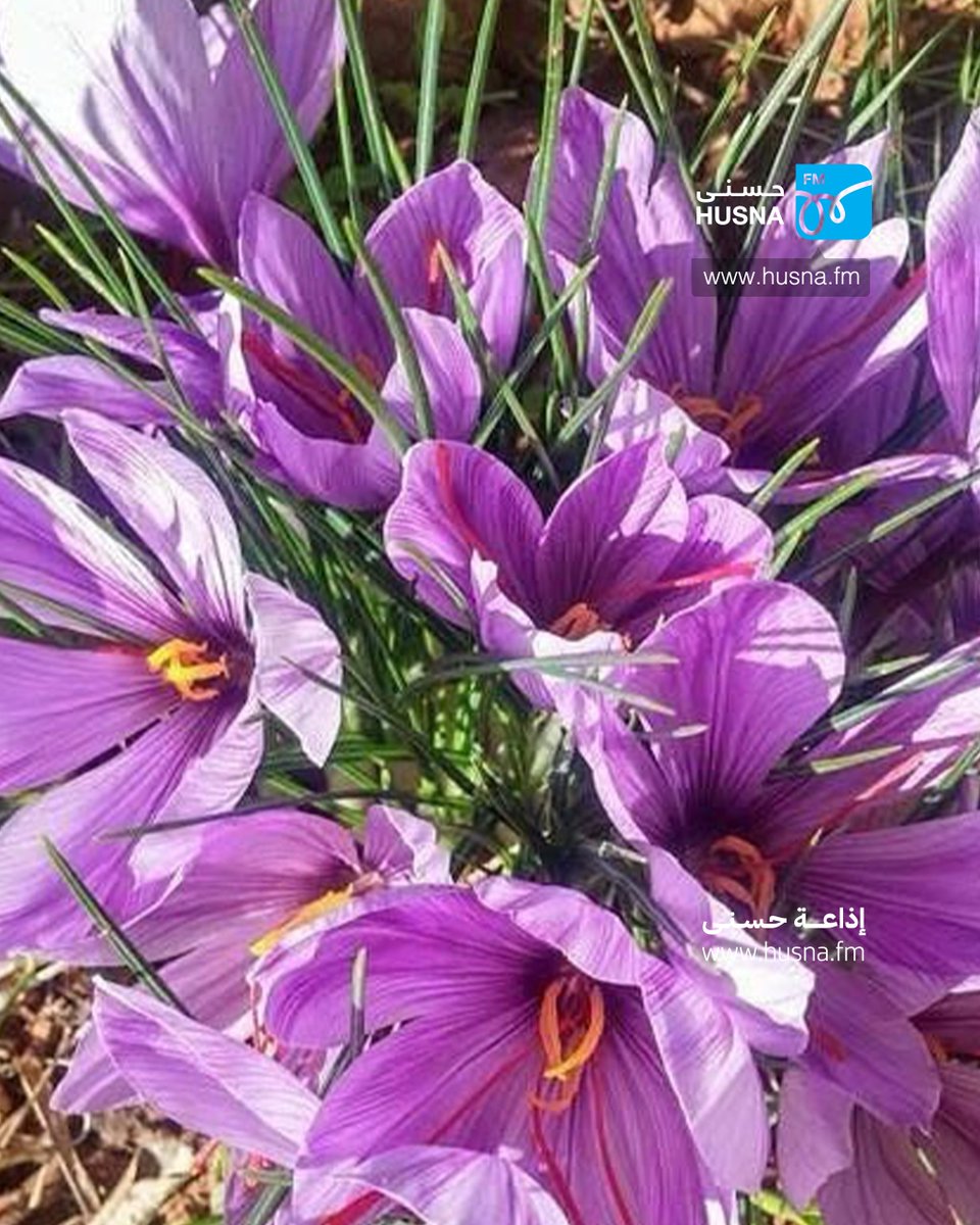 انطلقت اليوم فعاليات مهرجان الزعفران الأردني بنسخته الثانية في منطقة دحل بمحافظة المفرق، وتستمر لمدة يومين، ويهدف المهرجان إلى تعزيز زراعة الزعفران في الأردن، وتشجيع الأسر الريفية على الانخراط في هذا المجال، في ظل التوسع اللافت الذي حققه المشروع خلال عام واحد فقط.
وبدأت تجربة