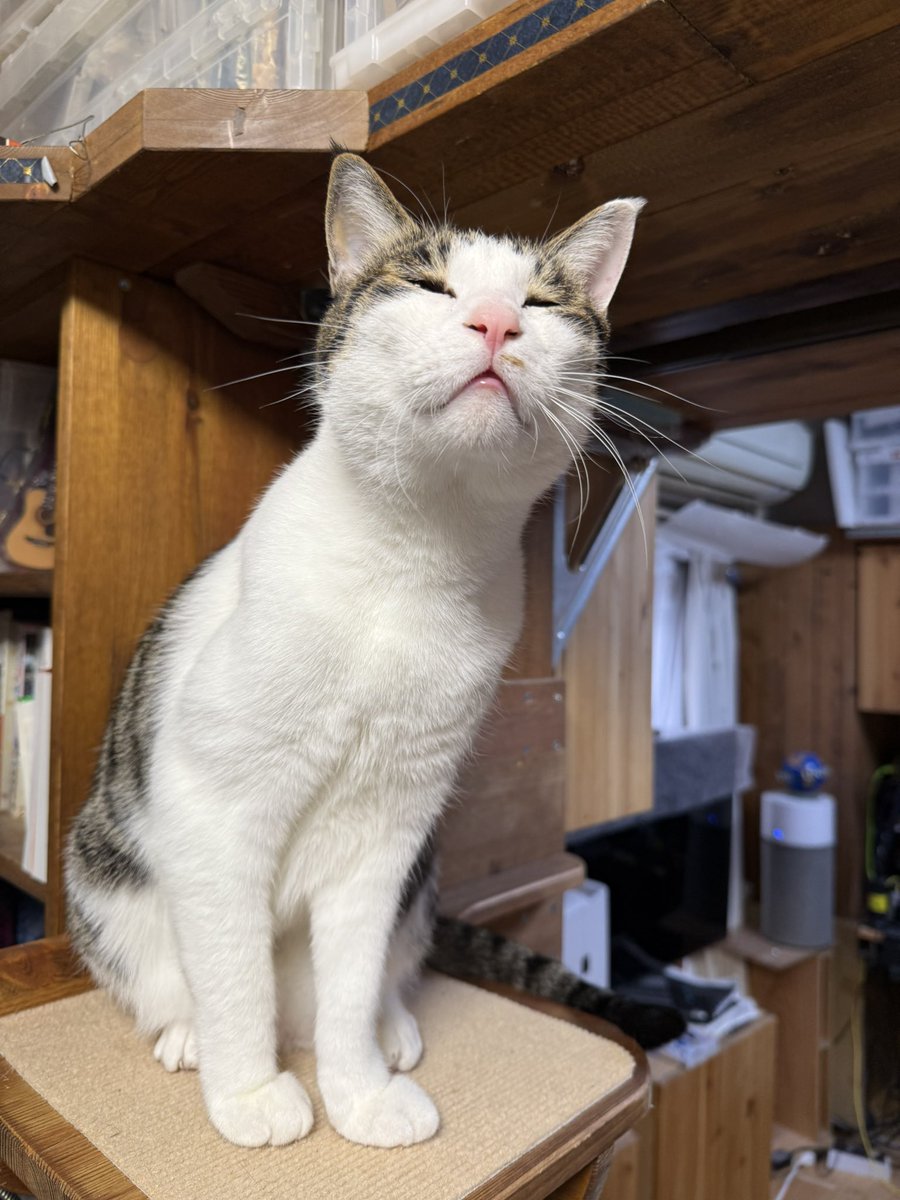 猫千代　0729 こんにちは、竹千代です。 この角度がいいね👍 #猫好きさんと繋がり