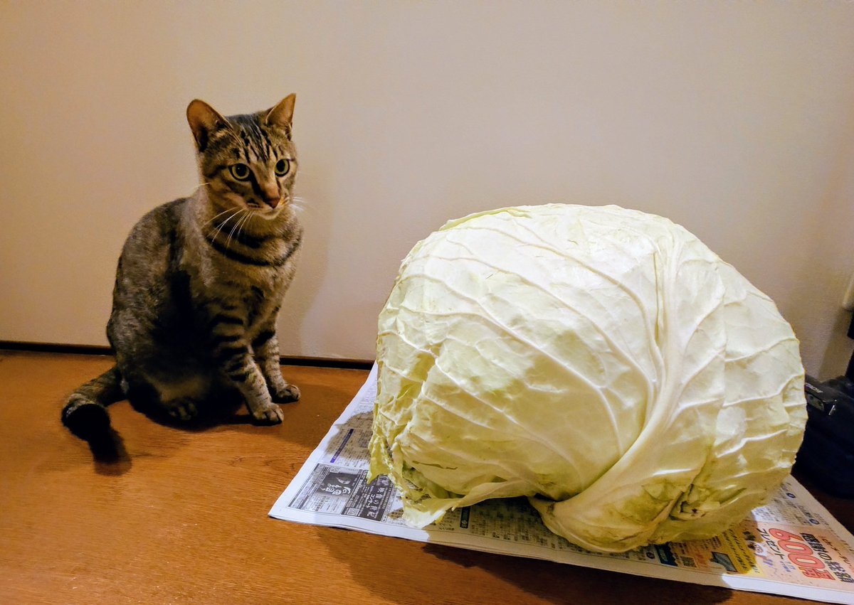 ❤️ちびすけ様❤️ ちびすけ