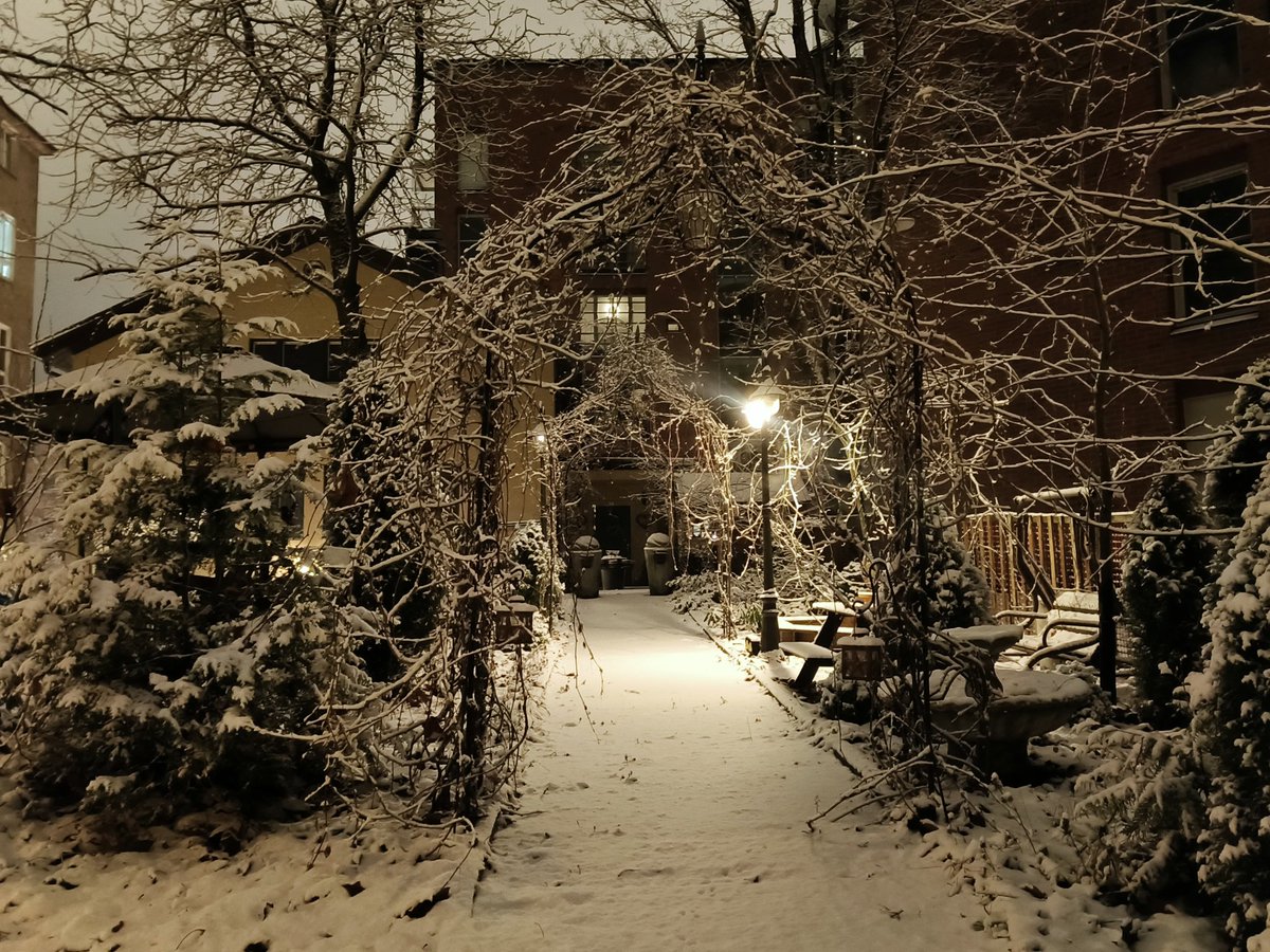 coconutmilkgirl's tweet image. first snow which i documented at 4 am last night while thinking these were the most beautiful pictures ever