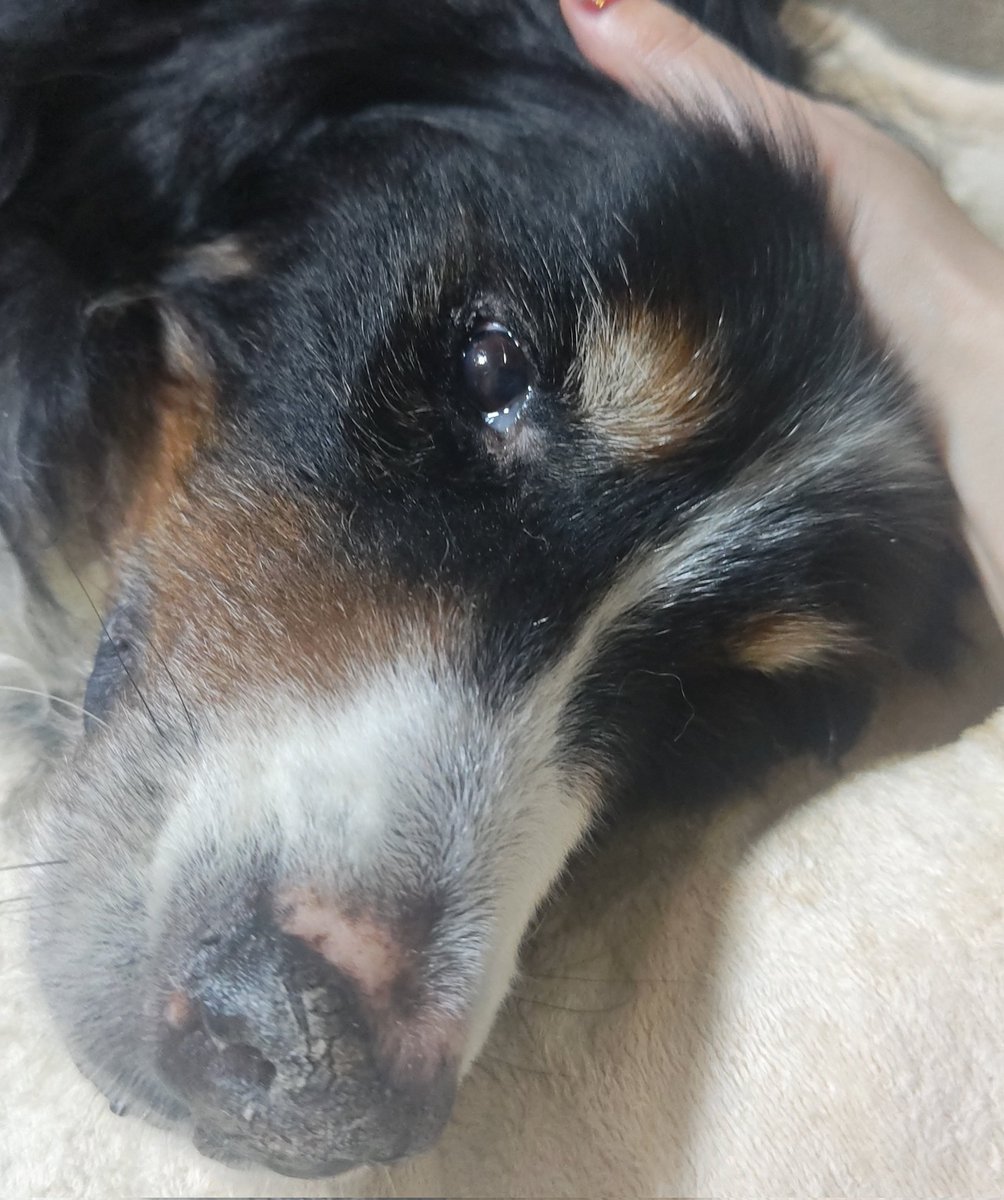 sachi0831's tweet image. 我が家の姫、本日虹の橋の袂に行ってしまいました。仕事行っちゃって、最後の時に声かけてあげられなかった。
…お骨になるのは週末かなぁ。
ずっとお腹が緩くてでも２日前まで自分で歩いてたんです。
ビビリで散歩嫌いで可愛い子です。
#秘密結社老犬倶楽部天国支部
#秘密結社老犬倶楽部