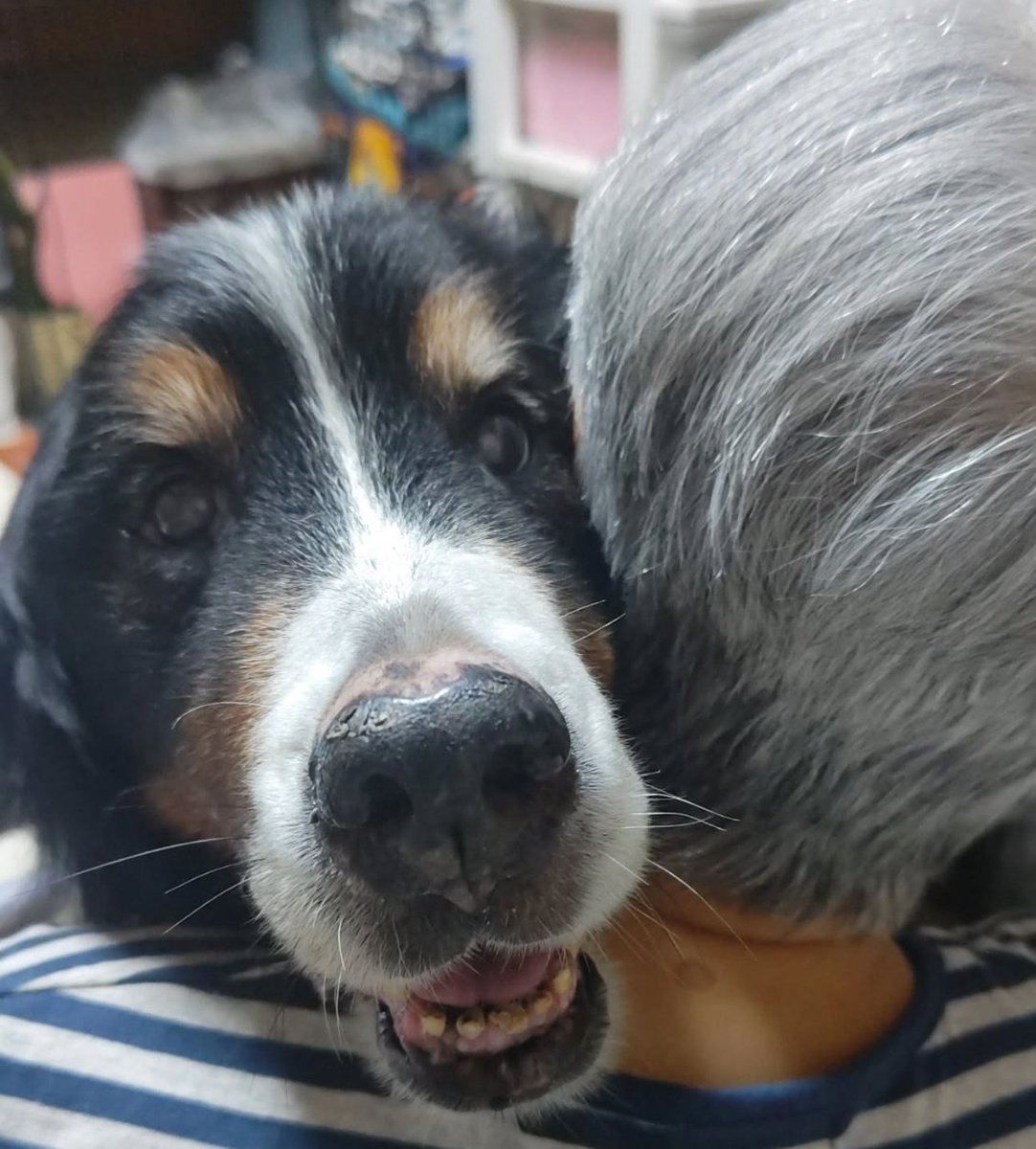 sachi0831's tweet image. 我が家の姫、本日虹の橋の袂に行ってしまいました。仕事行っちゃって、最後の時に声かけてあげられなかった。
…お骨になるのは週末かなぁ。
ずっとお腹が緩くてでも２日前まで自分で歩いてたんです。
ビビリで散歩嫌いで可愛い子です。
#秘密結社老犬倶楽部天国支部
#秘密結社老犬倶楽部